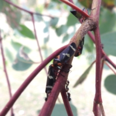 Eurymeloides pulchra (Gumtree hopper) at Kambah, ACT - 8 Mar 2024 by HelenCross