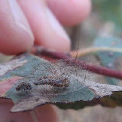 Anestia (genus) (A tiger moth) at Lions Youth Haven - Westwood Farm A.C.T. - 8 Mar 2024 by HelenCross