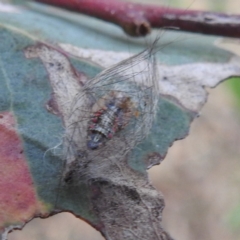 Anestia (genus) at Lions Youth Haven - Westwood Farm A.C.T. - 8 Mar 2024