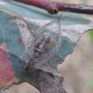 Anestia (genus) at Lions Youth Haven - Westwood Farm A.C.T. - 8 Mar 2024