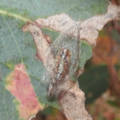 Anestia (genus) at Lions Youth Haven - Westwood Farm A.C.T. - 8 Mar 2024