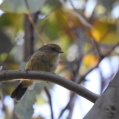 Acanthiza reguloides (Buff-rumped Thornbill) at Lions Youth Haven - Westwood Farm - 8 Mar 2024 by HelenCross