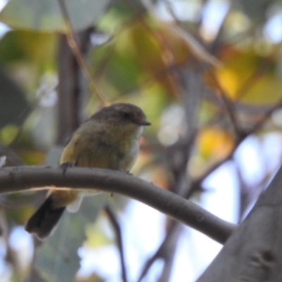Acanthiza reguloides (Buff-rumped Thornbill) at Lions Youth Haven - Westwood Farm A.C.T. - 8 Mar 2024 by HelenCross