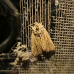 Leucania uda (A Noctuid moth) at Captains Flat, NSW - 8 Mar 2024 by Csteele4