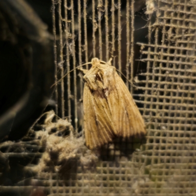 Leucania uda (A Noctuid moth) at QPRC LGA - 8 Mar 2024 by Csteele4