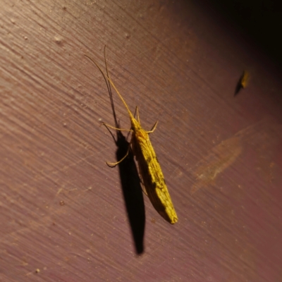 Unidentified Caddisfly (Trichoptera) at QPRC LGA - 8 Mar 2024 by Csteele4