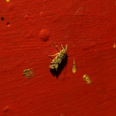 Scoparia (genus) (Unidentified Scoparia moths) at QPRC LGA - 8 Mar 2024 by Csteele4