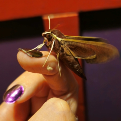 Hippotion scrofa (Coprosma Hawk Moth) at QPRC LGA - 8 Mar 2024 by Csteele4