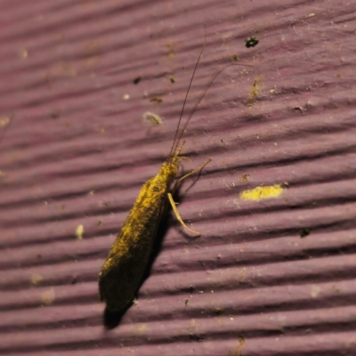 Unidentified Caddisfly (Trichoptera) at Captains Flat, NSW - 8 Mar 2024 by Csteele4