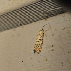 Utetheisa pulchelloides (Heliotrope Moth) at QPRC LGA - 8 Mar 2024 by Csteele4