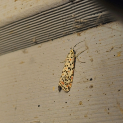Utetheisa pulchelloides (Heliotrope Moth) at QPRC LGA - 8 Mar 2024 by Csteele4