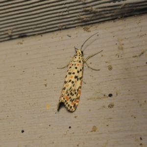 Utetheisa pulchelloides at QPRC LGA - suppressed