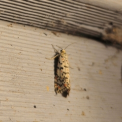 Utetheisa pulchelloides at QPRC LGA - suppressed