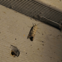 Utetheisa pulchelloides at QPRC LGA - suppressed