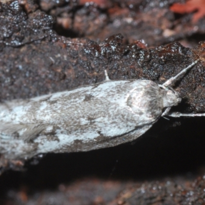 Philobota stella (A concealer moth) at Fisher, ACT - 7 Mar 2024 by Harrisi