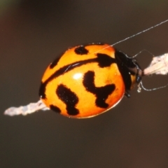Coccinella transversalis (Transverse Ladybird) at Lower Cotter Catchment - 8 Mar 2024 by Harrisi