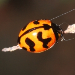 Coccinella transversalis (Transverse Ladybird) at Uriarra Village, ACT - 8 Mar 2024 by Harrisi