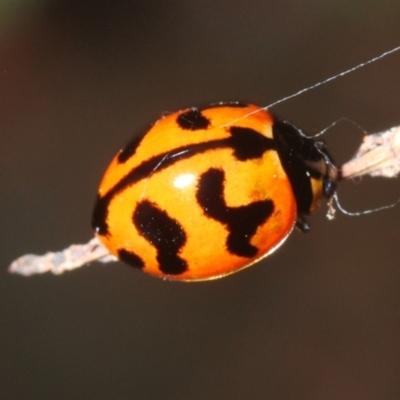 Coccinella transversalis (Transverse Ladybird) at Uriarra Village, ACT - 8 Mar 2024 by Harrisi