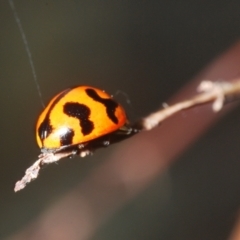 Coccinella transversalis at Lower Cotter Catchment - 8 Mar 2024