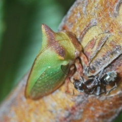 Sextius virescens (Acacia horned treehopper) at Uriarra Village, ACT - 7 Mar 2024 by Harrisi