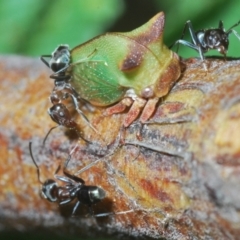 Sextius virescens at Lower Cotter Catchment - 7 Mar 2024 07:04 PM