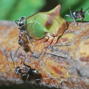 Sextius virescens at Lower Cotter Catchment - 7 Mar 2024 07:04 PM