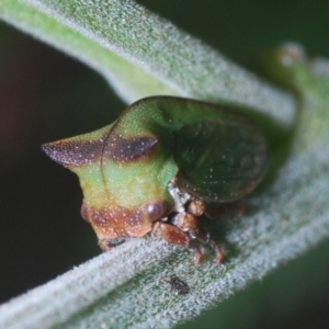 Sextius virescens at Lower Cotter Catchment - 7 Mar 2024 07:04 PM