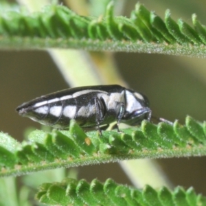 Agrilus hypoleucus at Fisher, ACT - 7 Mar 2024