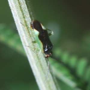 Miridae (family) at Fisher, ACT - 7 Mar 2024