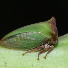 Sextius virescens (Acacia horned treehopper) at Capalaba, QLD - 29 Feb 2024 by TimL