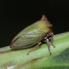 Sextius virescens (Acacia horned treehopper) at Capalaba, QLD - 29 Feb 2024 by TimL