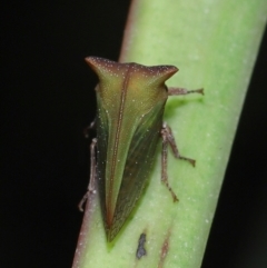 Sextius virescens at Capalaba, QLD - 1 Mar 2024 10:03 AM