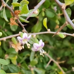 Lycium ferocissimum (African Boxthorn) at Parkes, ACT - 8 Mar 2024 by Mike