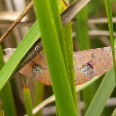 Oenochroma vinaria (Pink-bellied Moth, Hakea Wine Moth) at Wingecarribee Local Government Area - 6 Mar 2024 by Curiosity