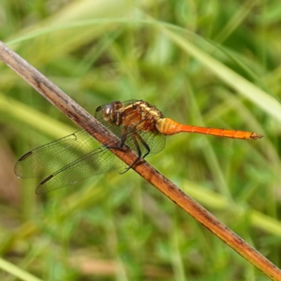 Orthetrum villosovittatum (Fiery Skimmer) at Sanctuary Point - Basin Walking Track Bushcare - 7 Feb 2024 by RobG1