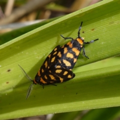 Asura lydia (Lydia Lichen Moth) at Sanctuary Point - Basin Walking Track Bushcare - 7 Feb 2024 by RobG1