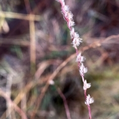 Digitaria brownii (Cotton Panic Grass) at QPRC LGA - 9 Mar 2024 by Wandiyali