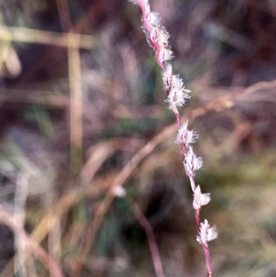 Digitaria brownii (Cotton Panic Grass) at QPRC LGA - 8 Mar 2024 by Wandiyali