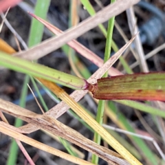 Digitaria brownii at Wandiyali-Environa Conservation Area - 9 Mar 2024