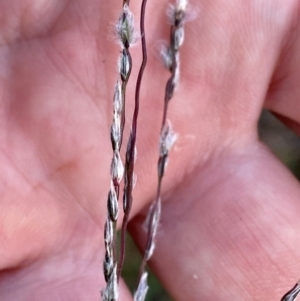 Digitaria brownii at Wandiyali-Environa Conservation Area - 9 Mar 2024