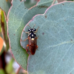 Pergagrapta bella (A sawfly) at QPRC LGA - 9 Mar 2024 by Wandiyali