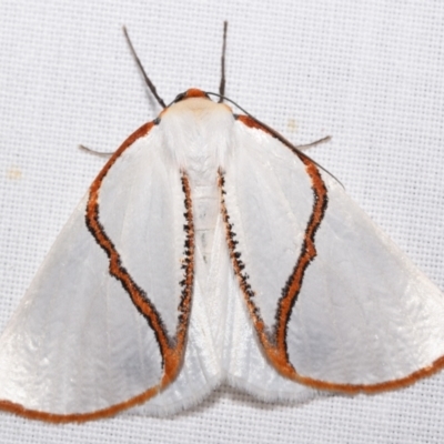Thalaina selenaea (Orange-rimmed Satin Moth) at QPRC LGA - 8 Mar 2024 by DianneClarke