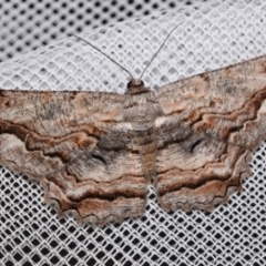 Scioglyptis lyciaria (White-patch Bark Moth) at QPRC LGA - 8 Mar 2024 by DianneClarke
