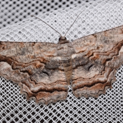 Scioglyptis lyciaria (White-patch Bark Moth) at QPRC LGA - 8 Mar 2024 by DianneClarke