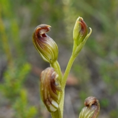 Speculantha furva (Swarthy Tiny Greenhood) at Morton National Park - 8 Feb 2024 by RobG1