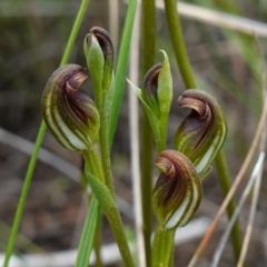 Pterostylis furva (Swarthy Tiny Greenhood) at Morton National Park - 8 Feb 2024 by RobG1