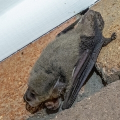 Nyctophilus geoffroyi at Hawker, ACT - suppressed