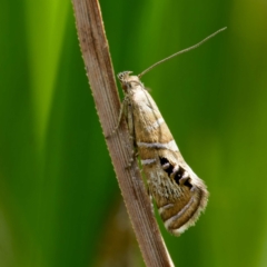 Glyphipterix iometalla (A Sedge moth) at Yanununbeyan State Conservation Area - 8 Mar 2024 by DPRees125
