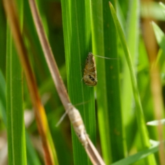 Glyphipterix iometalla at QPRC LGA - 8 Mar 2024