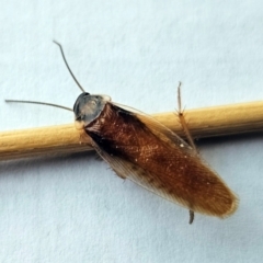 Unidentified Cockroach (Blattodea, several families) at Hawker, ACT - 8 Mar 2024 by sangio7